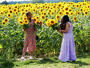A Huge Pick-Your-Own Sunflower Field Has Opened Just Outside London &#8211; Boasting More Than 500,000 Beautifully Bright Blooms To Wander Through