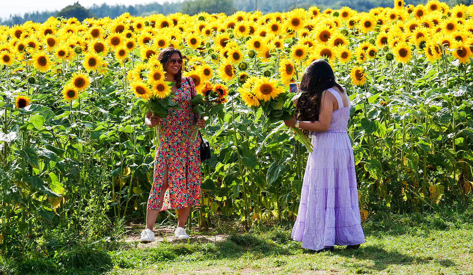 A Huge Pick-Your-Own Sunflower Field Has Opened Just Outside London – Boasting More Than 500,000 Beautifully Bright Blooms To Wander Through
