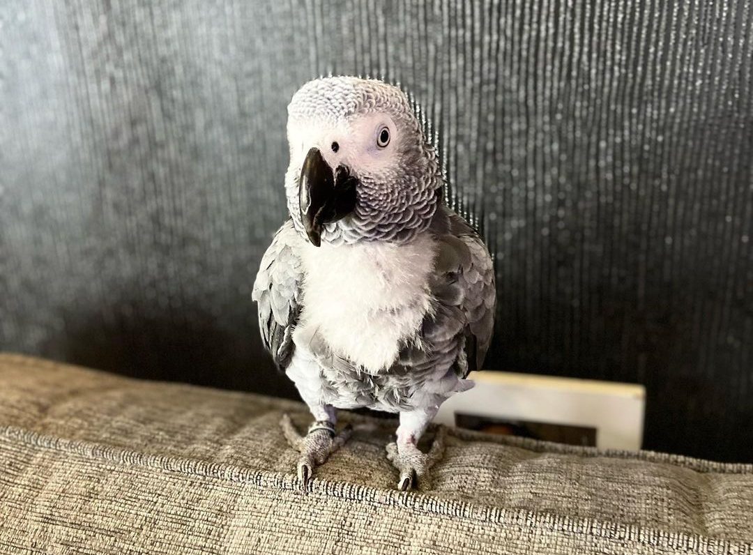 Lost Parrot That Wouldn’t Stop Making Tube Announcements Recovered At