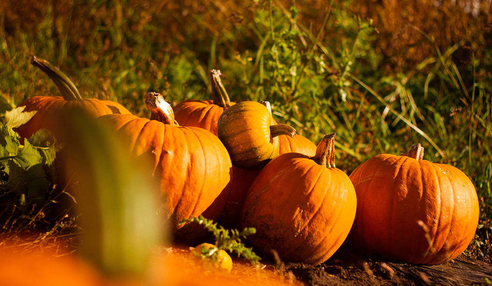 16 Pumpkin Patches In And Near London To Pick Out A Fine Fruit Before Halloween This Year