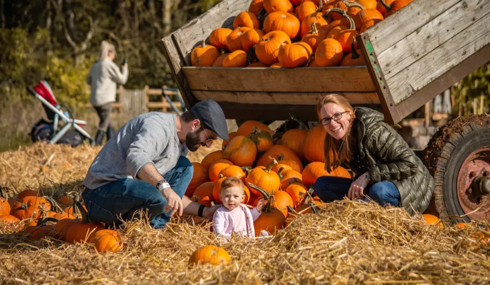 16 Kürbisfelder in und bei London, um dieses Jahr vor Halloween eine schöne Frucht zu pflücken