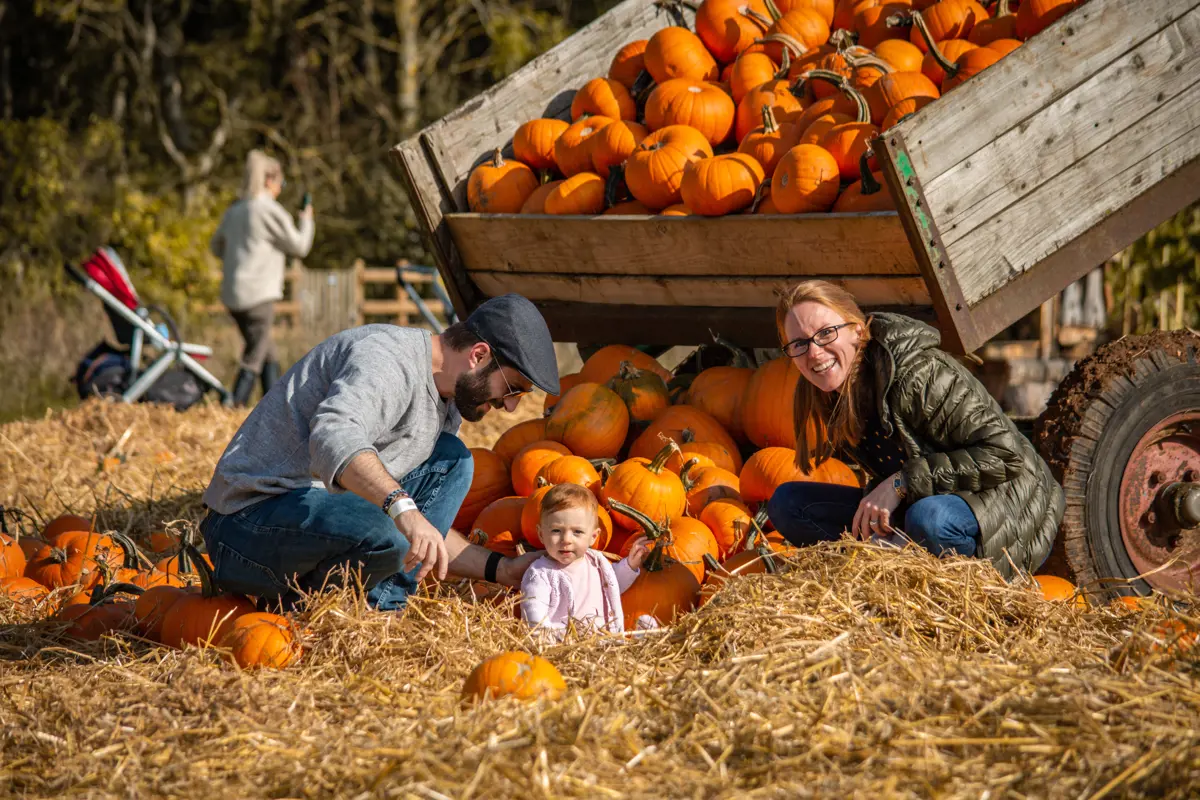pumpkin patch at Cotswolds Farm Park, Gloucestershire