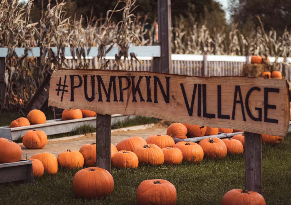 pumpkin village entry at Pumpkin Picking Village At Marsh Farm