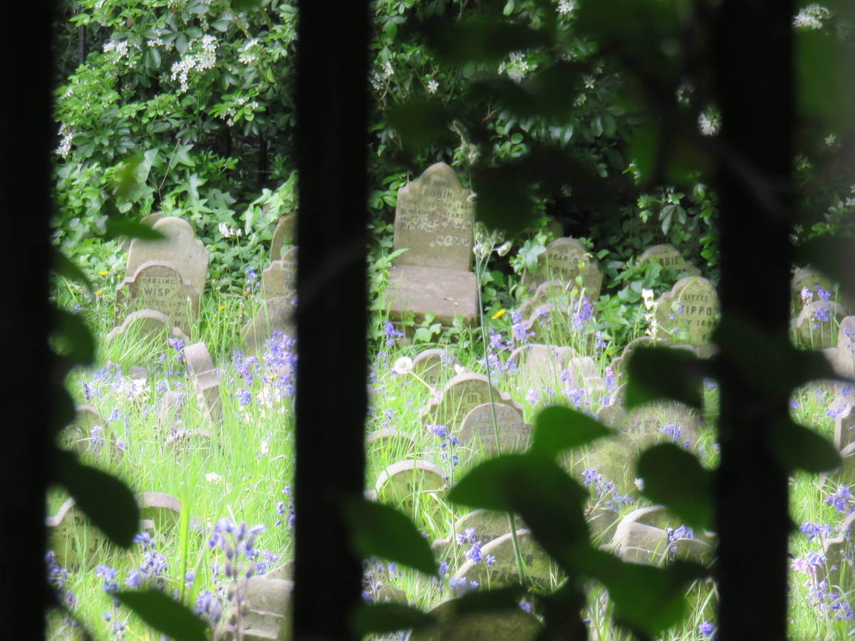 small gravestones in the hyde park pet cemetery