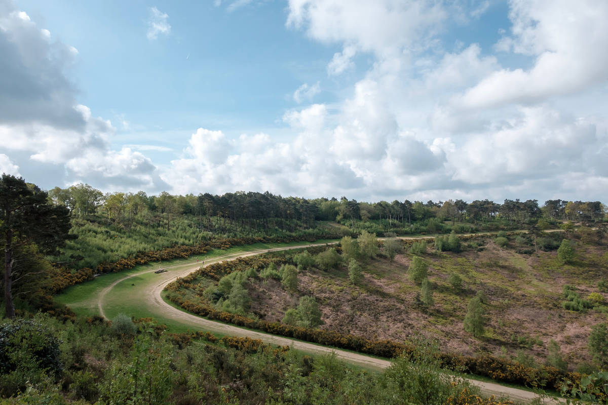 a walking trail winding its way around Hindhead Common