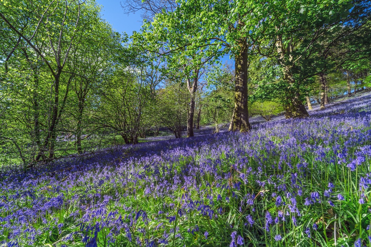Best Country Walks This Spring 10 Which Are Close To London