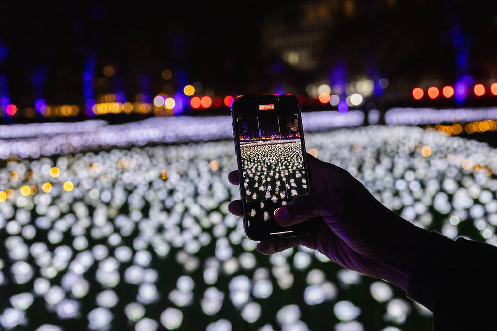 someone taking a photo of the ever after garden's sea of white illuminated roses on their phone
