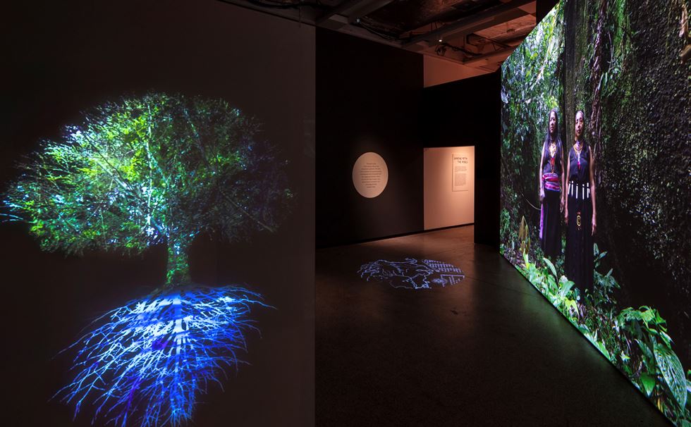 Video still, Forest Mind by Ursula Biemann and video installation. Exhibition photography: Luke Hayes