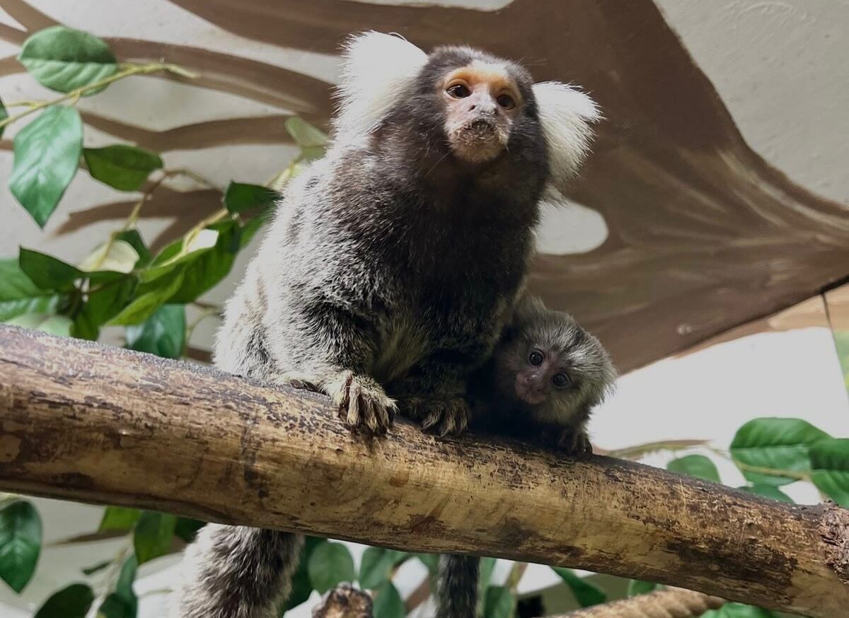 Monkeys at Hounslow Urban Farm in London.