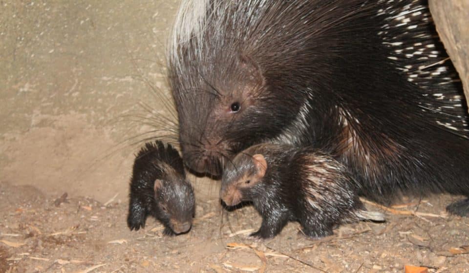 An Adorable Pair Of Baby Porcupines Have Been Born At London Zoo