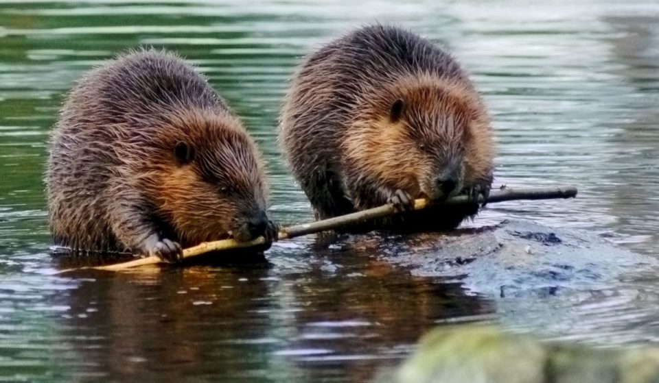 London’s New Rewilding Project Includes Plans To Reintroduce Beavers To The Capital