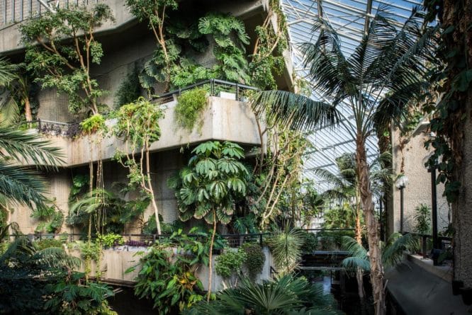 In the 1980s, thousands of exotic plants took root across the Barbican – 40 years later, the Conservatory is giving them away for free before a £240m closure