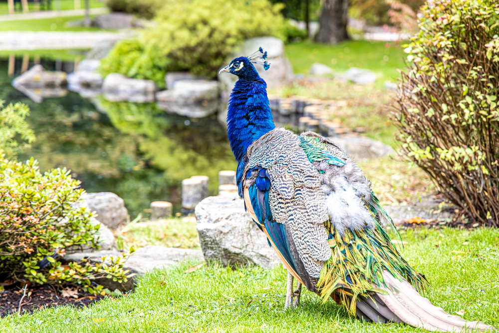 Peacock at Kyoto Gardens in Holland Park, Kensington, London.