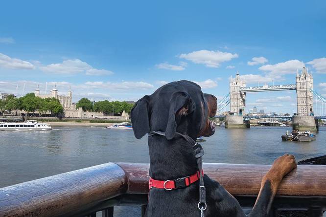 A dog looking out over Tower Bridge