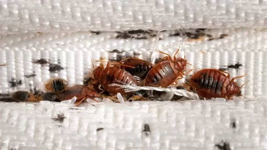 A group of bedbugs on a mattress