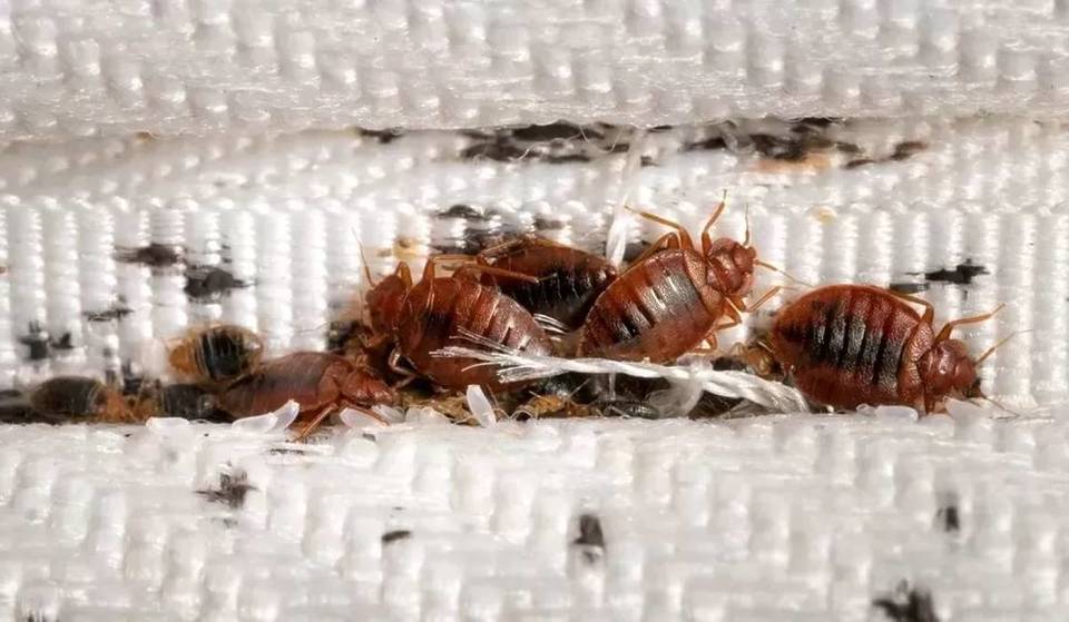 This West London Library Has Been Forced To Close After A Bed Bug Infestation Was Found