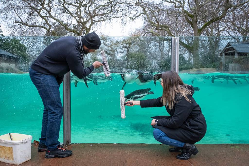 Become A Penguin Keeper For A Morning At London Zoo