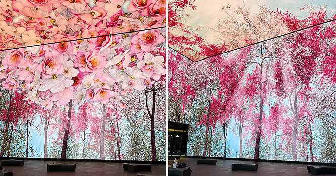 Screens covered in Blossom at the Outernet