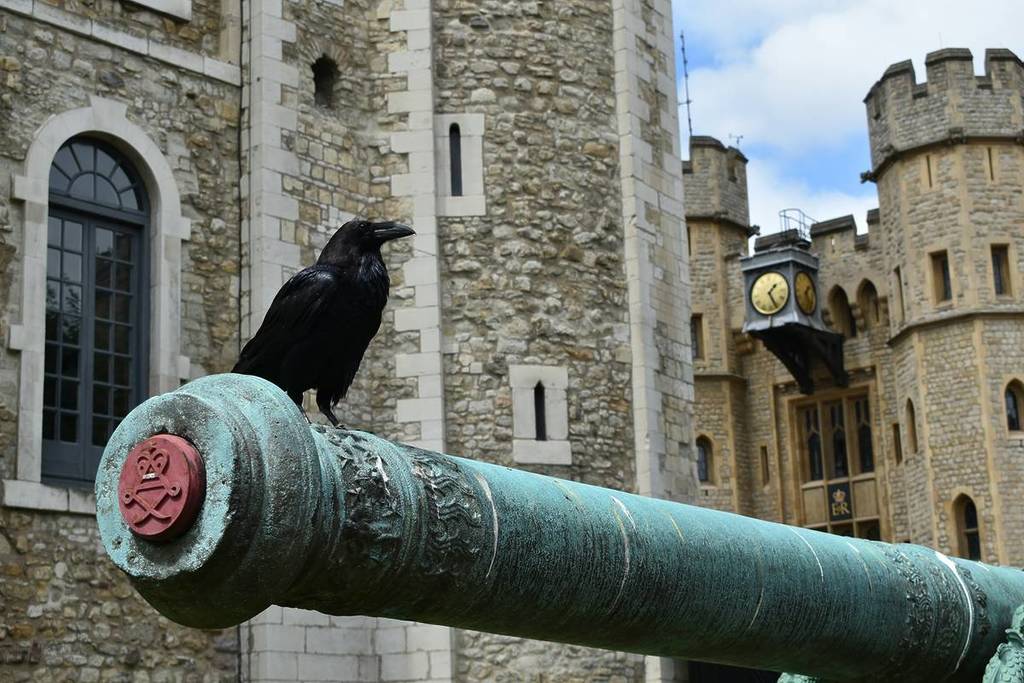 The ravens at The Tower of London perched atop a cannon.