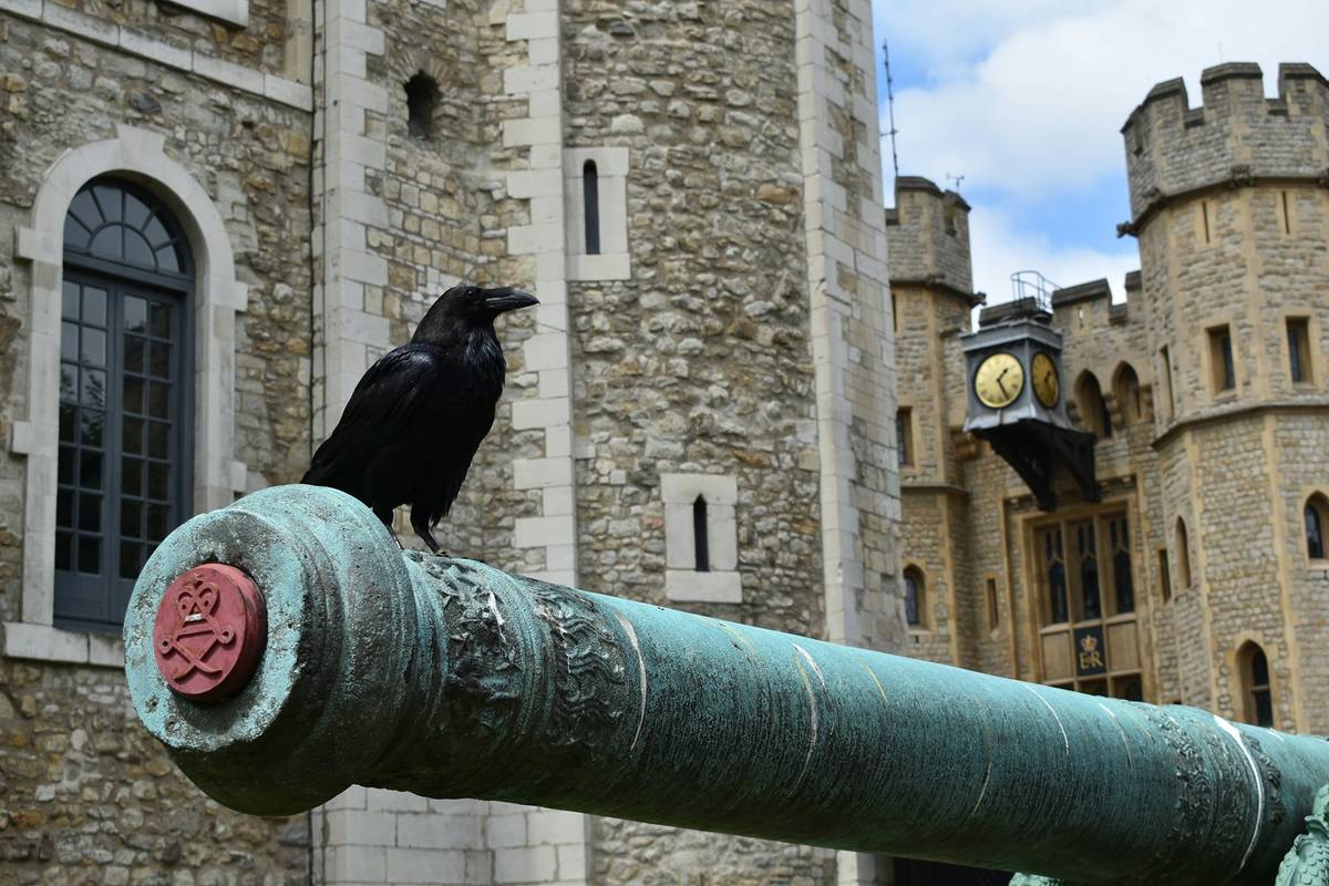 The ravens at The Tower of London perched atop a cannon.
