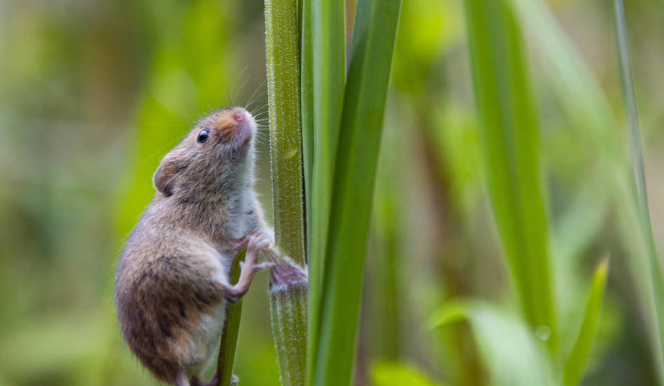 Harvest Mice Have Been Reintroduced To This London Forest For The First Time In 45 Years