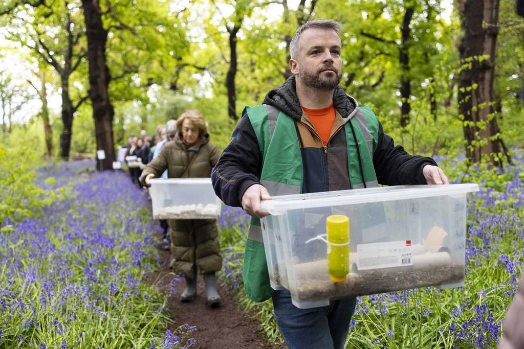 harvest-mice-reintroduced-to-west-london-forest