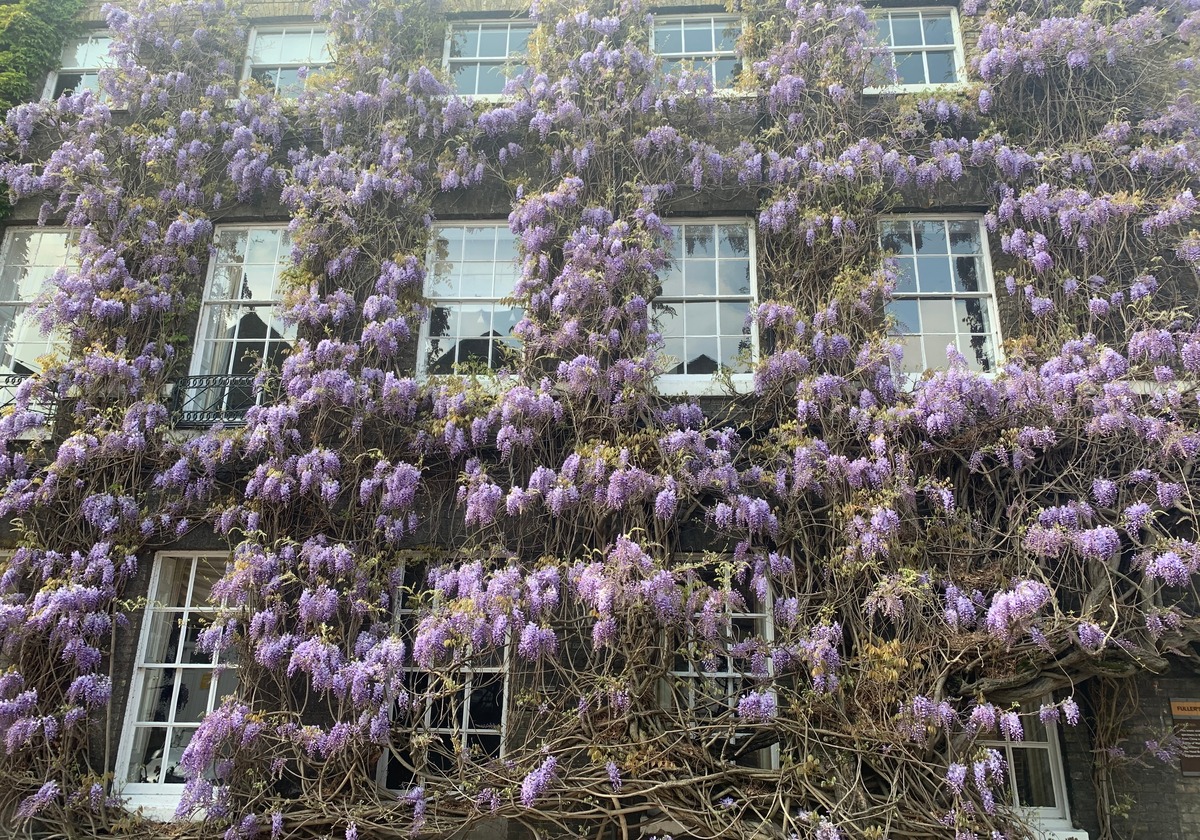 wisteria and lavender Grafted Plant in a 2L Pot