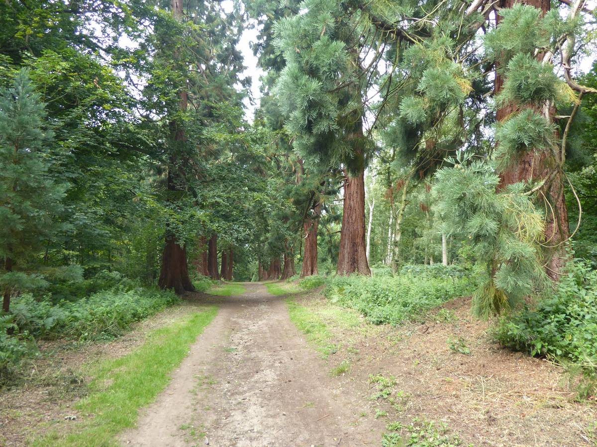 The avenue of redwood trees that leads to Havering Country Park