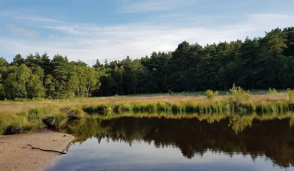 The sandpit and pond on Horsell Common, surrounded by woodlands