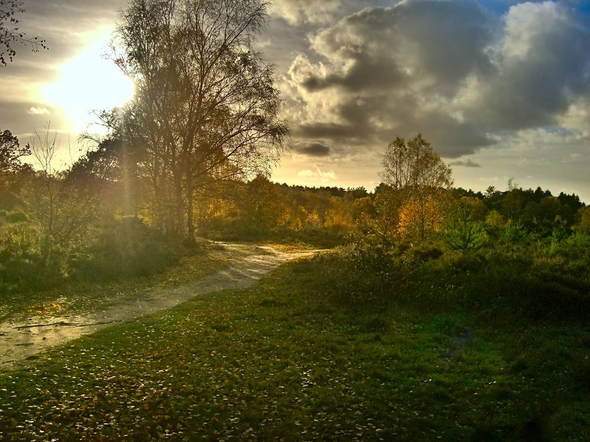 The afternoon sun behind a Silver Birch tree on Horsell Common