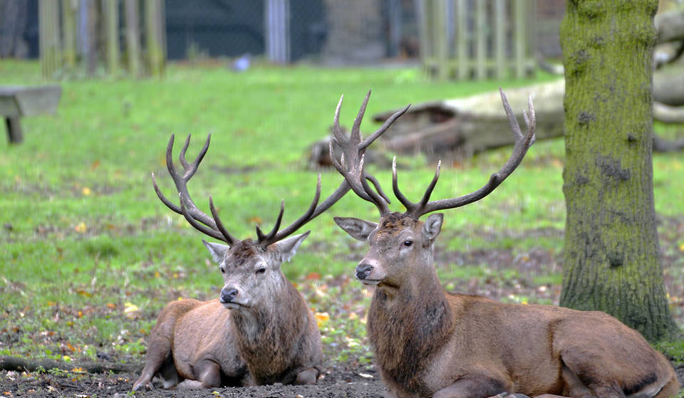 A Herd Of Deer Has Arrived In Greenwich Park For The First Time In 4 Years
