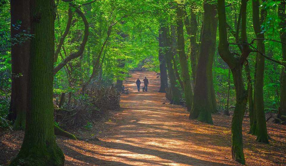 Dit oude Londense bos kan binnenkort worden gehuurd voor bruiloften