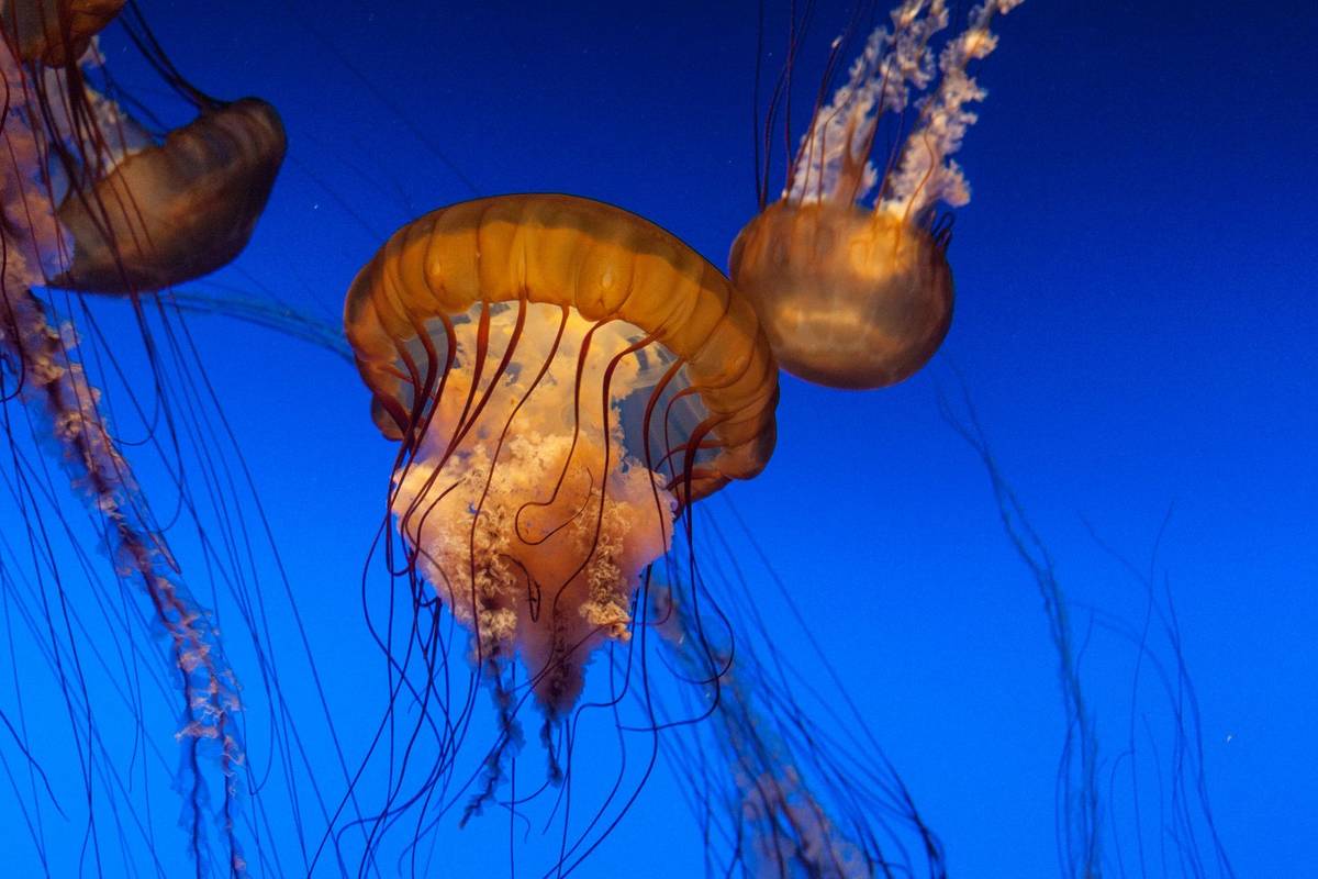 A lion's mane jellyfish