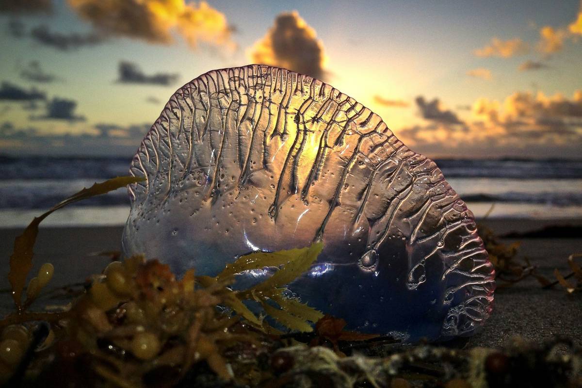 A Portuguese man o' war on a beach