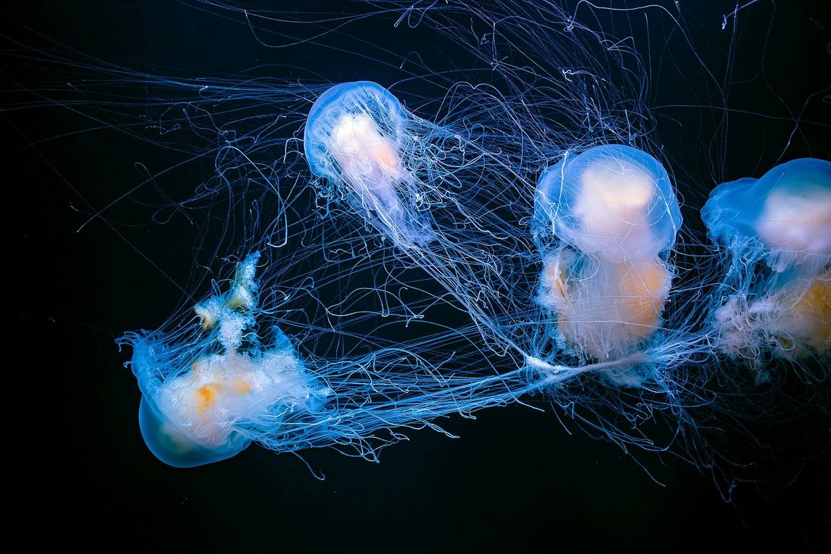 A group of jellyfish