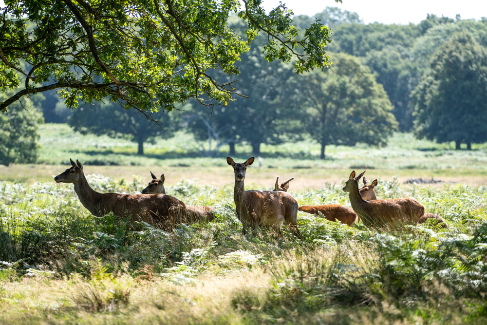 Deer in Richmond Park, London