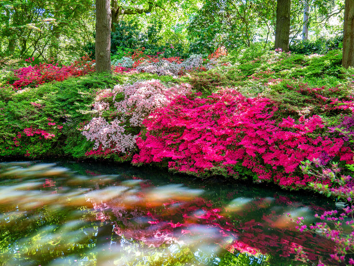 Summer blooms at Richmond Park, London