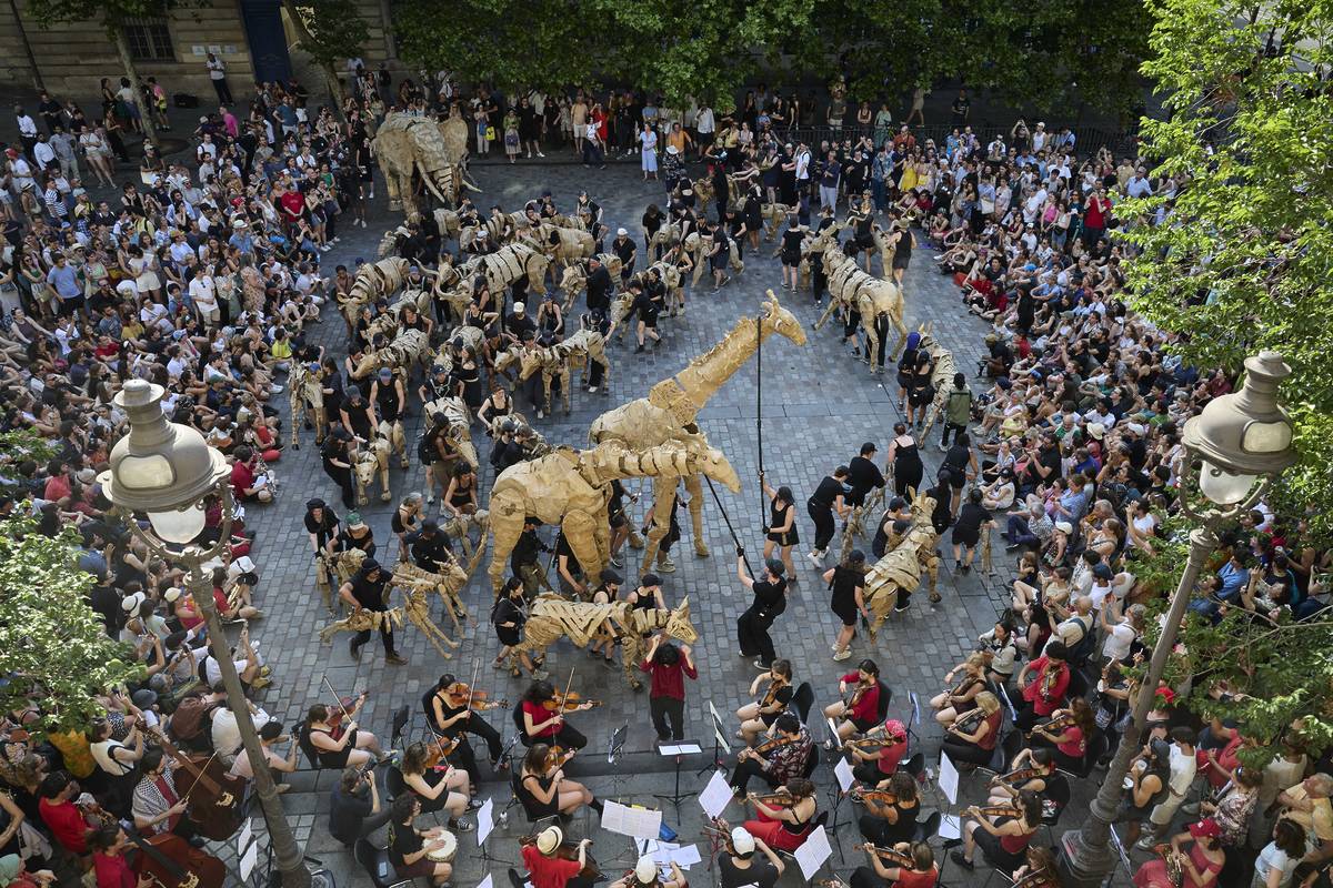 THE HERDS arrive in Paris on it's journey from Africa to the Arctic Circle. THE HERDS is a work of public art and climate action designed to ignite a renewed bond with the natural world. From April to August 2025, life-size puppet animals are sweeping through city centres on a 20,000km journey from Kinshasa in the Congo Basin to Tondheim in the Norway, fleeing climate disaster.  The journey started with 15 animals and has grown gradually since. By the time they crossed from Morocco to Spain, THE HERDS was 25 animals and in Paris THE HERDS was the biggest yet: 100 puppeteers puppeteering 40 animals. New animals have been added as THE HERDS have moved, including Vervet Monkeys in Nigeria, gazelles in Morocco.  Wolves will be added in central Europe and reindeer in Scandinavia. The Herds production team say - 'We began discussing idea of THE HERDS in early 2022, soon after our first journey with Little Amal. Whilst walking with Amal we encountered many refugees and migrants who were leaving their homes because of climate change. Our aim was to create an emotional reaction to the climate crisis. We believe that awe and beauty is the missing spark that leads us from curiosity to change. ' The cities included on THE HERDS journey are: - Kinshasa (DRC)Lagos (Nigeria) Dakar (Senegal) Agafay, Marrakesh, Casablanca, Rabat (Morocco) San Fernando and Madrid (Spain) The Camargue, Marseille, Arles, Paris (France) Venice (Italy) London, Manchester, Wigan, Rochdale (UK) Aarhus, Copenhagen (Denmark) Stockholm (Sweden) Trondheim (Norway)  THE HERDS began their journey in Kinshasa on 9 April and will have their final public event in Trondheim on 30 June 2025, with details of their final steps in the Arctic Circle to be revealed. Paris, France. Photograph by David Levene 21/6/25