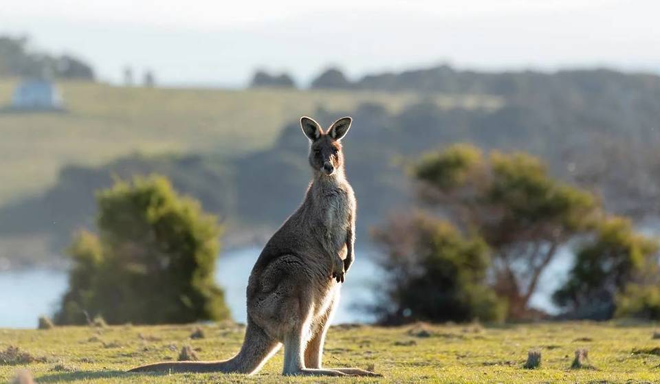 The British Island That Has Been Inhabited By Adorable Wild Wallabies Since The 1940s – How Did They Get There?