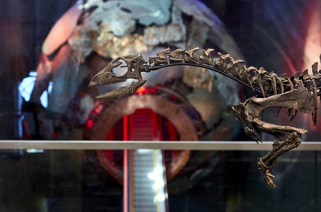 enigmarcursor_in_conservation CREDIT Fideicomisarios del Museo de Historia Natural de Londres.