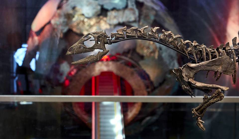 Um dinossauro recém-descoberto do tamanho de um cão será exibido no Museu de História Natural amanhã &#8211; tornando-se o primeiro novo dinossauro a subir desde 2014
