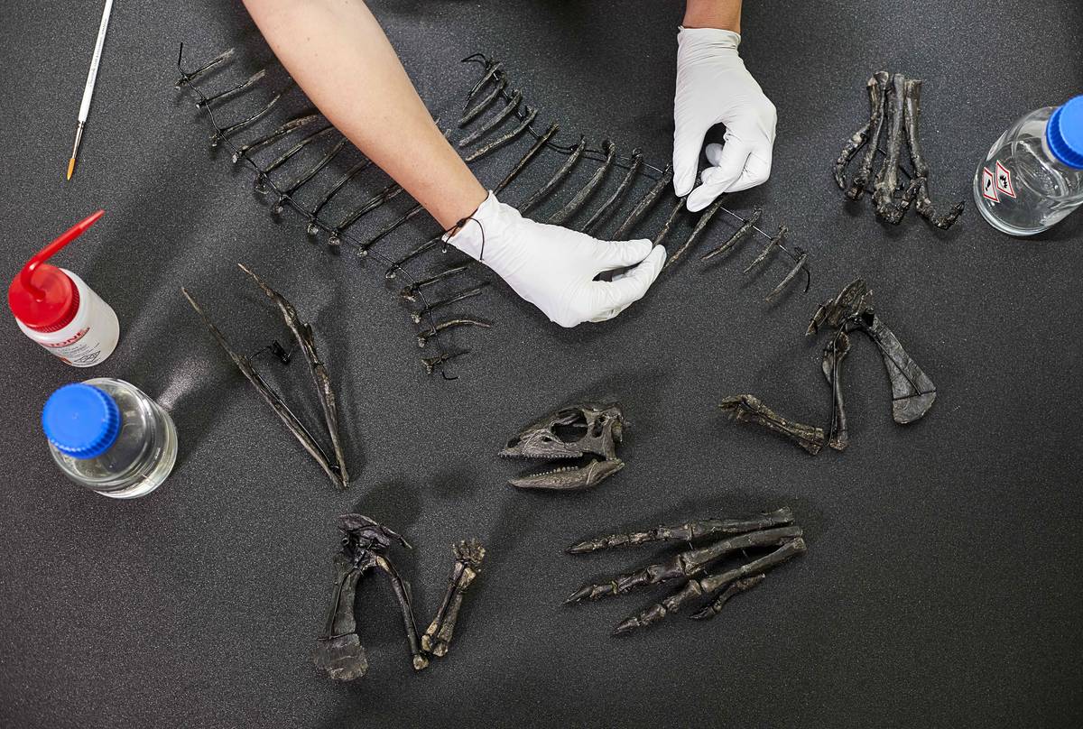 Enigmarcursor In Conservation