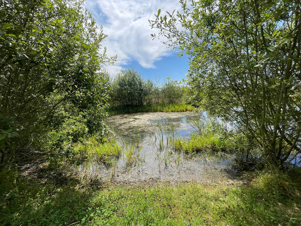 A view across the water at a nature reserve in Wokingham