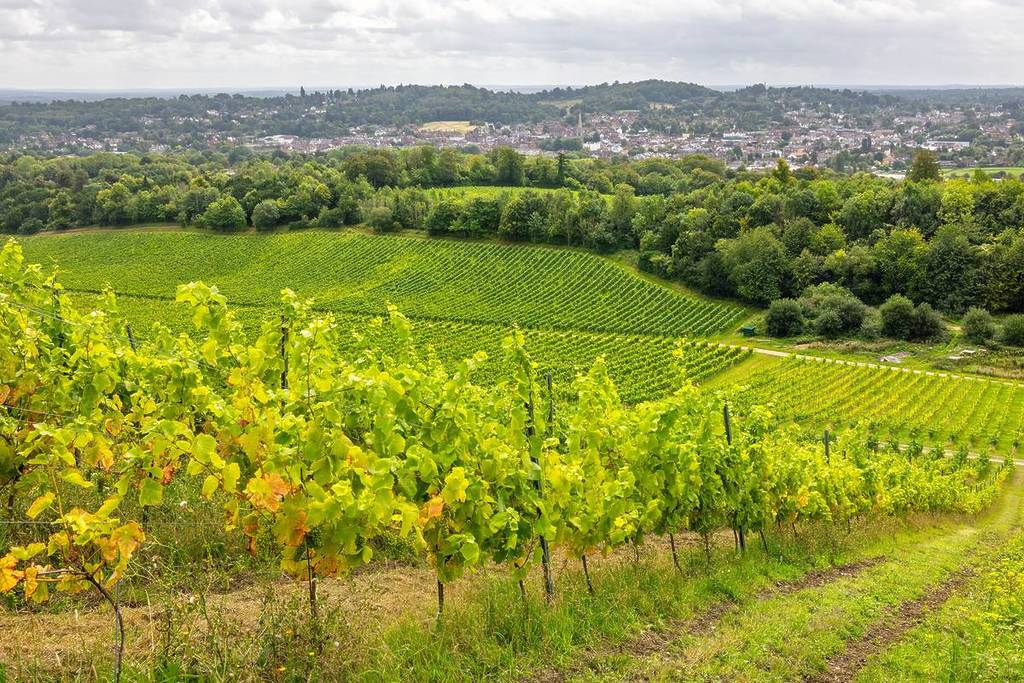 Un vignoble dans le Surrey offrant une vue imprenable sur la campagne