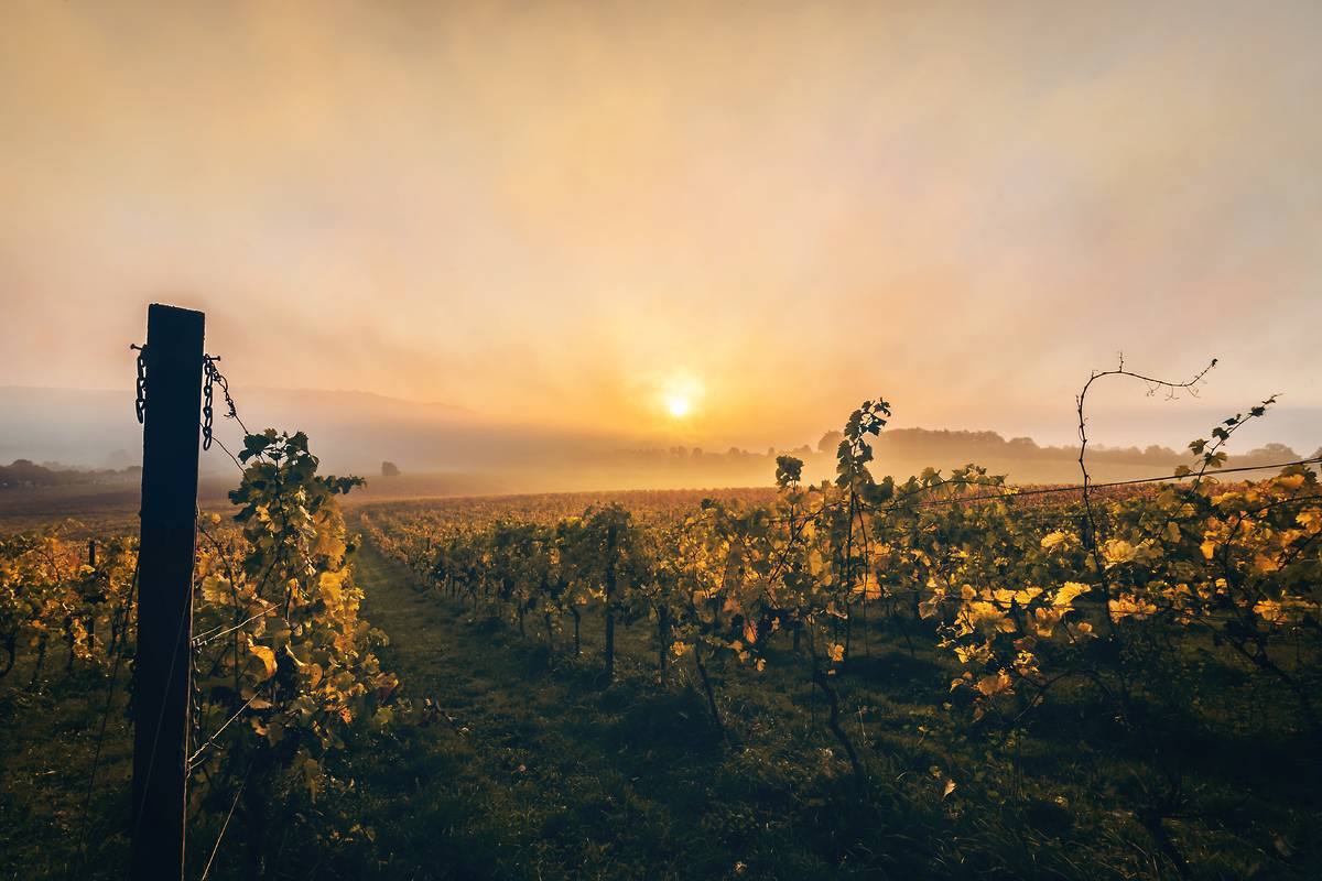 A vineyard in Surrey at sunset