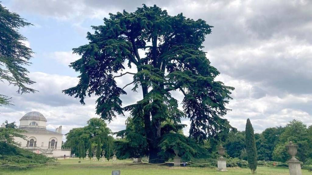 Il cedro del Libano nella casa e nei giardini di Chiswick