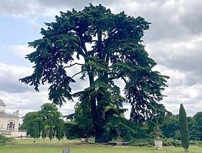 Este enorme árbol de Londres se hizo famoso gracias a los Beatles y acaba de ser preseleccionado para el premio «Árbol del año» de Woodland Trust.