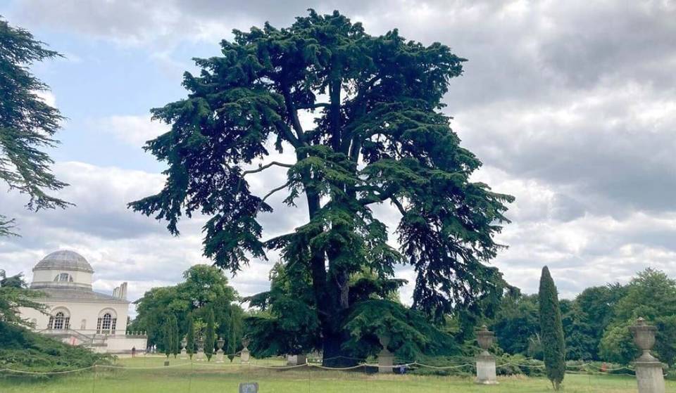 Este enorme árbol de Londres se hizo famoso gracias a los Beatles y acaba de ser preseleccionado para el premio «Árbol del año» de Woodland Trust.