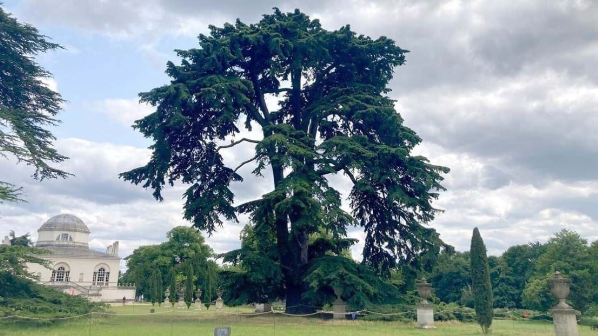 The Huge Tree In London That Was Made Famous By The Beatles
