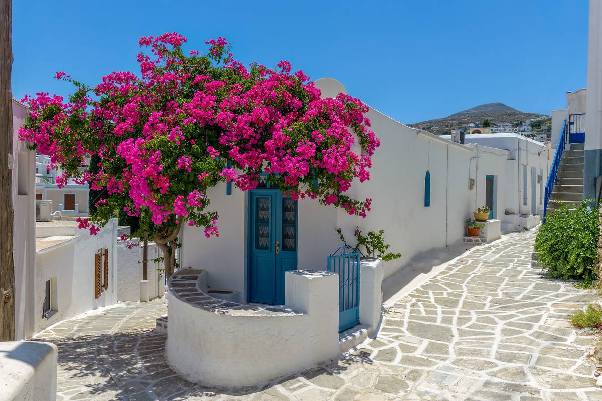 A pathway in Paros with pink flowers hanging from the wall
